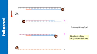 1
2
3
4
Taq
Taq
Taq
Taq
I.Ekstension(SintesisDNA)
72ºC
SiklusII,sintesisDNA
menghasilkan8rantaiDNA
Polimerasi
 