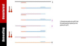 1
2
3
4
J.Denaturasipadasuhu96ºCdan
Annealing(penempelan)primer
padasuhu50ºC
denaturasiAnnealing
 