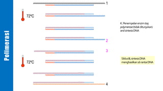 1
2
3
4
72ºC
K.Penempelanenzimtaq
polymerase(tidakditunjukan)
andsintesisDNA
SiklusIII,sintesisDNA
menghasilkan16rantaiDNA72ºC
Polimerasi
 