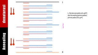 1
2
3
4
L.Denaturasipadasuhu96ºC
danAnnealing(penempelan)
primerpadasuhu50ºC
denaturasiAnnealing
 