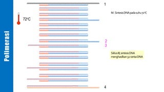 1
2
3
4
M. SintesisDNApadasuhu72oC
SiklusIII,sintesisDNA
menghasilkan32rantaiDNA
72oC
Polimerasi
 