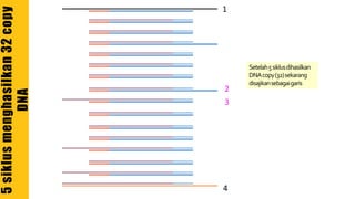 1
2
3
4
Setelah5siklusdihasilkan
DNAcopy(32)sekarang
disajikansebagaigaris
5siklusmenghasilkan32copy
DNA
 