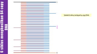 1
2
3
4
Setelah6siklus,terdapat64copyDNA
6siklusmenghasilkan64copy
DNA
 