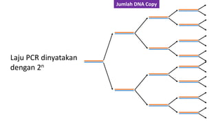 Laju PCR dinyatakan
dengan 2n
Jumlah DNA Copy
 