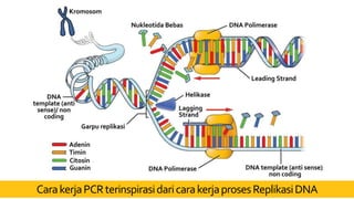 CarakerjaPCRterinspirasidaricarakerjaprosesReplikasiDNA
 