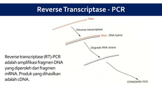 Reversetranscriptase(RT)-PCR
adalahamplifikasifragmenDNA
yangdiperolehdarifragmen
mRNA.Produkyangdihasilkan
adalahcDNA.
ReverseTranscriptase - PCR
 