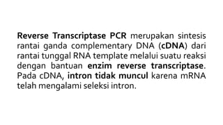 Reverse Transcriptase PCR merupakan sintesis
rantai ganda complementary DNA (cDNA) dari
rantai tunggal RNA template melalui suatu reaksi
dengan bantuan enzim reverse transcriptase.
Pada cDNA, intron tidak muncul karena mRNA
telah mengalami seleksi intron.
 
