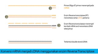 TerbentukdoublestrandcDNA
AAAAA
TTTTTRT
AAAAA
TTTTT
RT
RTAAAAA
TTTTT
PrimerOligodTprimermenempelpada
mRNA
EnzimReversetranscriptase(RT)
mensintesisrantaicDNApertama
EnzimReversetranscriptasemenempel
kembalimRNAandmensintesiscDNA
selanjutnya
KonversimRNAmenjadicDNAmenggunakanenzimReverseTranscriptase
 