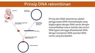 Prinsip DNA rekombinan
Prinsip dari DNA rekombinan adalah
penggunaaan DNA interest/target yang
digabungkan dengan DNA vector dengan
memanfaatkan enzim restriksi dan enzim
DNA ligase sehingga dihasilkanlah DNA
dengan komponen DNA asal dan DNA
vector yang kompatibel.
 