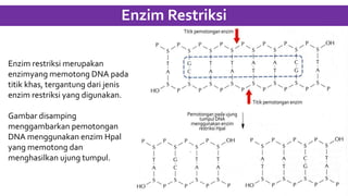 Enzim Restriksi
Enzim restriksi merupakan
enzimyang memotong DNA pada
titik khas, tergantung dari jenis
enzim restriksi yang digunakan.
Gambar disamping
menggambarkan pemotongan
DNA menggunakan enzim Hpal
yang memotong dan
menghasilkan ujung tumpul.
 