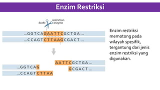 Enzim Restriksi
Enzim restriksi
memotong pada
wilayah spesifik,
tergantung dari jenis
enzim restriksi yang
digunakan.
 