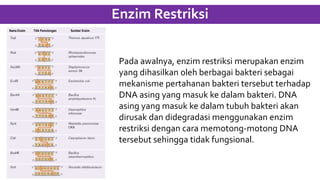 Enzim Restriksi
Nama Enzim Titik Pemotongan Sumber Enzim
Pada awalnya, enzim restriksi merupakan enzim
yang dihasilkan oleh berbagai bakteri sebagai
mekanisme pertahanan bakteri tersebut terhadap
DNA asing yang masuk ke dalam bakteri. DNA
asing yang masuk ke dalam tubuh bakteri akan
dirusak dan didegradasi menggunakan enzim
restriksi dengan cara memotong-motong DNA
tersebut sehingga tidak fungsional.
 