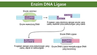 Enzim DNA Ligase
 