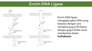 Enzim DNA Ligase
Enzim DNA ligase
menggabungkan DNA yang
terputus dengan cara
mengikat gugus OH bebas
dengan gugus fosfat untuk
membentuk ikatan
fosfodiester.
 