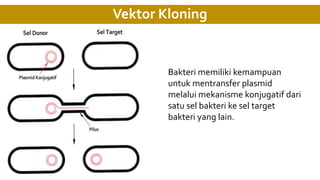 Vektor Kloning
Bakteri memiliki kemampuan
untuk mentransfer plasmid
melalui mekanisme konjugatif dari
satu sel bakteri ke sel target
bakteri yang lain.
 