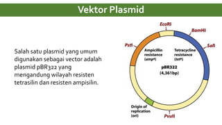 Vektor Plasmid
Salah satu plasmid yang umum
digunakan sebagai vector adalah
plasmid pBR322 yang
mengandung wilayah resisten
tetrasilin dan resisten ampisilin.
 