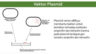 Vektor Plasmid
Plasmid vector pBR322
membantu bakteri untuk
bertahan terhadap antibiotic
ampicillin dan tetrasilin karena
pada plasmid terdapat gen
resisten ampisilin dan tetrasilin.
 