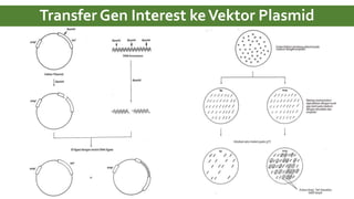Transfer Gen Interest keVektor Plasmid
 