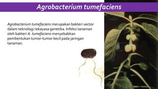 Agrobacterium tumefaciens
Agrobacterium tumefaciens merupakan bakteri vector
dalam teknologi rekayasa genetika. Infeksi tanaman
oleh bakteri A. tumefaciens menyebabkan
pembentukan tumor-tumor kecil pada jaringan
tanaman.
 