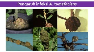 Pengaruh infeksi A. tumefaciens
 