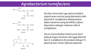 Agrobacterium tumefaciens
Struktur kimia dari tiga opine (molekul
seperti asam amino) yang diproduksi oleh
plasmid A. tumefaciens diekspresikan
dalam tanaman yang terinfeksi;Opine
digunakan sebagai makanan oleh A.
tumefaciens.
Zat ini menimbulkan bintil tumor kecil
pada jaringan tanaman sehingga plasmid
dari A. tumefaciens dinamakan denganTi-
plasmid atau Tumor Infection plasmid.
 