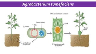 Agrobacterium tumefaciens
 