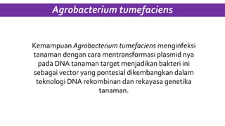 Agrobacterium tumefaciens
Kemampuan Agrobacterium tumefaciens menginfeksi
tanaman dengan cara mentransformasi plasmid nya
pada DNA tanaman target menjadikan bakteri ini
sebagai vector yang pontesial dikembangkan dalam
teknologi DNA rekombinan dan rekayasa genetika
tanaman.
 