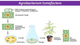 Agrobacterium tumefaciens
 
