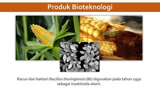 Produk Bioteknologi
Racun dari bakteri Bacillus thuringiensis (Bt) digunakan pada tahun 1930
sebagai insektisida alami.
 