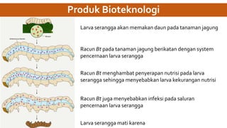 Produk Bioteknologi
Larva serangga akan memakan daun pada tanaman jagung
Racun Bt pada tanaman jagung berikatan dengan system
pencernaan larva serangga
Racun Bt menghambat penyerapan nutrisi pada larva
serangga sehingga menyebabkan larva kekurangan nutrisi
Racun Bt juga menyebabkan infeksi pada saluran
pencernaan larva serangga
Larva serangga mati karena
 