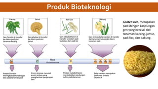 Produk Bioteknologi
Golden rice, merupakan
padi dengan kandungan
gen yang berasal dari
tanaman kacang, jamur,
padi liar, dan bakung.
 