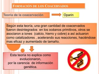 FORMACIÓN DE LOS COACERVADOS

Teoría de la coacervación             Oparin


 Según esta teoría, una gran cantidad de coacervados
 fueron desintegrados en los océanos primitivos, otros se
 asociaron a iones (calcio, hierro y cobre) a así actuaron
 como catalizadores , acelerando sus reacciones, haciéndose
 mas eficaz y aumentado de tamaño.



   Esta teoría no explica como
           evolucionaron,
  por la carencia de información
             genética.
 