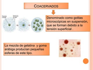COACERVADOS

                               Denominado como gotitas
                               microscópicas en suspensión,
                               que se forman debido a la
                               tensión superficial .




La mezcla de gelatina y goma
arábiga producían pequeñas
esferas de este tipo.
 