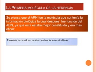 LA PRIMERA MOLÉCULA DE LA HERENCIA

Se piensa que el ARN fue la molécula que contenía la
información biológica la cual después fue función del
ADN, ya que esta estaba mejor constituida y era mas
eficaz


Proteínas enzimáticas tendrán las funciones enzimáticas
 