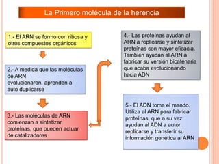 La Primero molécula de la herencia


1.- El ARN se formo con ribosa y     4.- Las proteínas ayudan al
otros compuestos orgánicos           ARN a replicarse y sintetizar
                                     proteínas con mayor eficacia.
                                     También ayudan al ARN a
                                     fabricar su versión bicatenaria
2.- A medida que las moléculas       que acaba evolucionando
de ARN                               hacia ADN
evolucionaron, aprenden a
auto duplicarse

                                     5.- El ADN toma el mando.
                                     Utiliza al ARN para fabricar
3.- Las moléculas de ARN             proteínas, que a su vez
comienzan a sintetizar               ayudan al ADN a autor
proteínas, que pueden actuar         replicarse y transferir su
de catalizadores                     información genética al ARN
 
