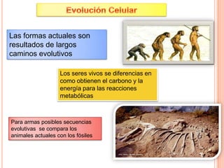 Las formas actuales son
resultados de largos
caminos evolutivos

                   Los seres vivos se diferencias en
                   como obtienen el carbono y la
                   energía para las reacciones
                   metabólicas



Para armas posibles secuencias
evolutivas se compara los
animales actuales con los fósiles
 