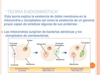 “TEORÍA ENDOSIMIÓTICA”
    Esta teoría explica la existencia de doble membrana en la
    mitocondria y cloroplastos así como la existencia de un genoma
    propio capaz de sintetizar algunas de sus proteínas.

   Las mitocondrias surgirían de bacterias aérobicas y los
     cloroplastos de cianobacterias.
 