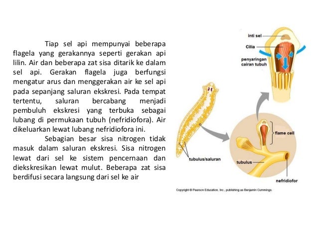 65 Gambar Sistem Ekskresi Cacing Pipih Terbaik 65 Gambar Sistem Ekskresi Cacing Pipih Terbaik