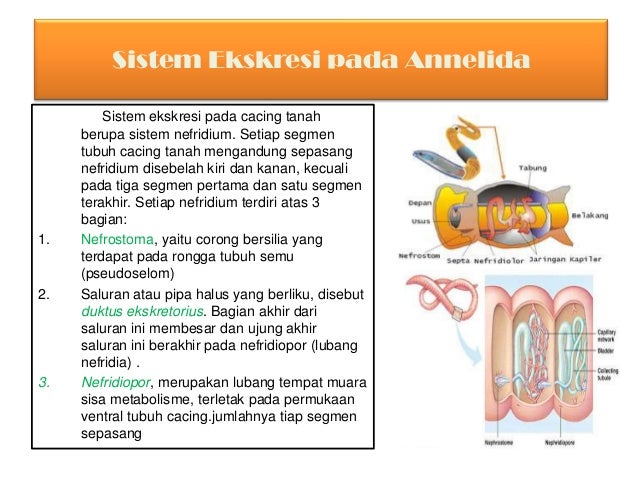 Ppt biologi sistem ekskresi baru Ppt biologi sistem ekskresi baru