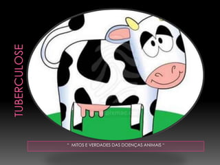 TUBERCULOSE“  MITOS E VERDADES DAS DOENÇAS ANIMAIS “