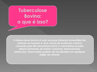Tuberculose Bovina:o que é isso?A tuberculose bovina é uma zoonose (doença transmitida de animais ao homem e vice-versa) de evolução crónica causada pelo Micobacterium bovis e caracteriza-se pelo desenvolvimento de lesões nodulares denominadas tubérculos. Essas lesões podem ser localizadas em qualquer órgão do animal.