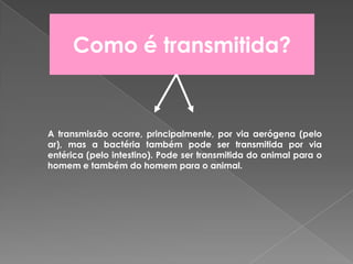 Como é transmitida?A transmissão ocorre, principalmente, por via aerógena (pelo ar), mas a bactéria também pode ser transmitida por via entérica (pelo intestino). Pode ser transmitida do animal para o homem e também do homem para o animal. 
