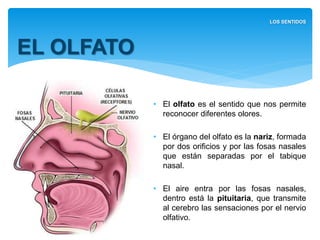 • El olfato es el sentido que nos
permite reconocer diferentes olores.
• El órgano del olfato es la nariz,
formada por dos orificios y por las
fosas nasales que están separadas
por el tabique nasal.
• El aire entra por las fosas nasales,
dentro está la pituitaria, que
transmite al cerebro las sensaciones
por el nervio olfativo.
EL OLFATO
LOS SENTIDOS
 