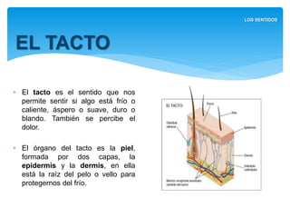 • El tacto es el sentido que nos
permite sentir si algo está frío o
caliente, áspero o suave, duro
o blando. También se percibe
el dolor.
• El órgano del tacto es la piel,
formada por dos capas, la
epidermis y la dermis, en ella
está la raíz del pelo o vello para
protegernos del frío.
EL TACTO
LOS SENTIDOS
 