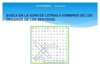 BUSCA EN LA SOPA DE LETRAS 6 NOMBRES DE LOS
ÓRGANOS DE LOS SENTIDOS.
ACTIVIDADES - LOS SENTIDOS
 