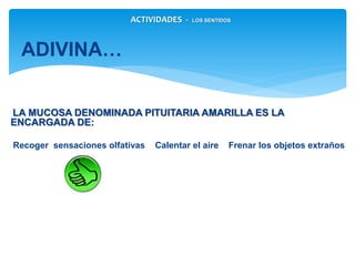 LA MUCOSA DENOMINADA PITUITARIA AMARILLA ES LA ENCARGADA
DE:
Recoger sensaciones olfativas Calentar el aire Frenar los objetos extraños
ADIVINA…
ACTIVIDADES - LOS SENTIDOS
 