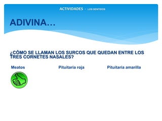¿CÓMO SE LLAMAN LOS SURCOS QUE QUEDAN ENTRE LOS TRES
CORNETES NASALES?
Meatos Pituitaria roja Pituitaria amarilla
ADIVINA…
ACTIVIDADES - LOS SENTIDOS
 
