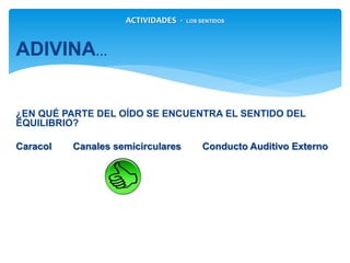 ¿EN QUÉ PARTE DEL OÍDO SE ENCUENTRA EL SENTIDO DEL EQUILIBRIO?
Caracol Canales semicirculares Conducto Auditivo Externo
ACTIVIDADES - LOS SENTIDOS
 