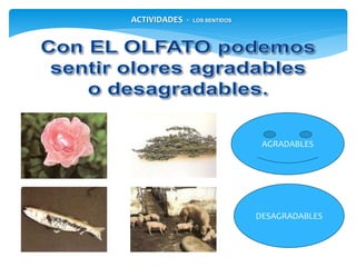 ACTIVIDADES - LOS SENTIDOS
AGRADABLES
DESAGRADABLES
 