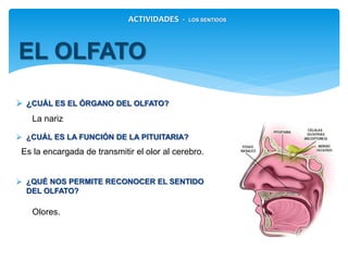  ¿CUÁL ES EL ÓRGANO DEL OLFATO?
 ¿CUÁL ES LA FUNCIÓN DE LA PITUITARIA?
 ¿QUÉ NOS PERMITE RECONOCER EL SENTIDO DEL
OLFATO?
EL OLFATO
ACTIVIDADES - LOS SENTIDOS
La nariz
Olores.
Es la encargada de transmitir el olor al cerebro.
 
